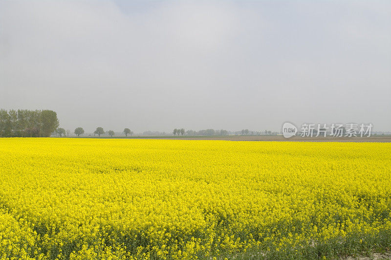 油菜(Brassica napus)田间试验